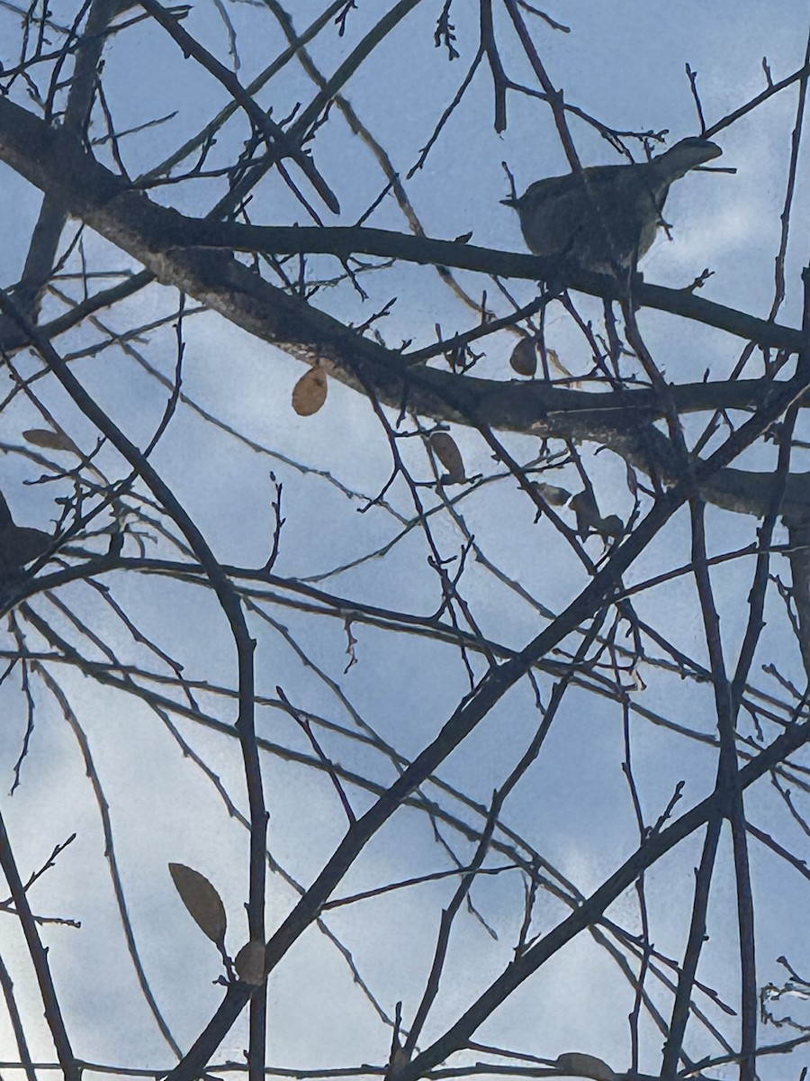 Carolina Chickadee - ML647433832