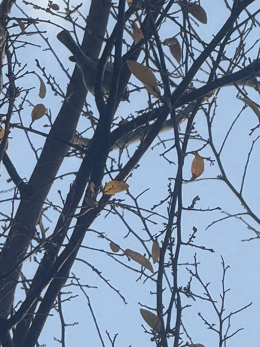 Carolina Chickadee - ML647433833