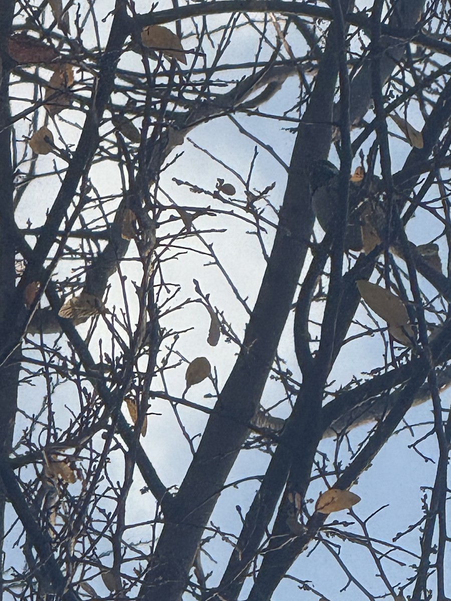 Carolina Chickadee - ML647433834