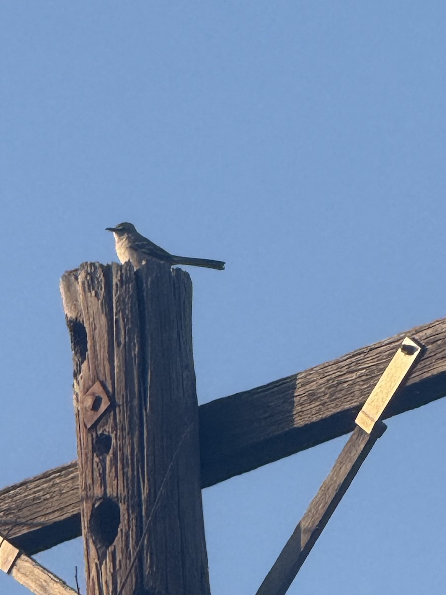 Northern Mockingbird - ML647433850