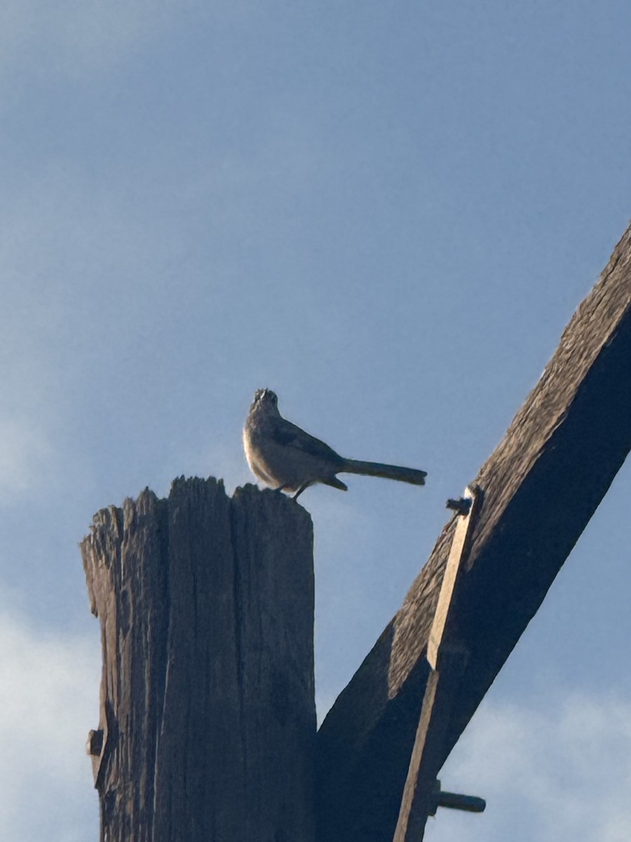 Northern Mockingbird - ML647433851