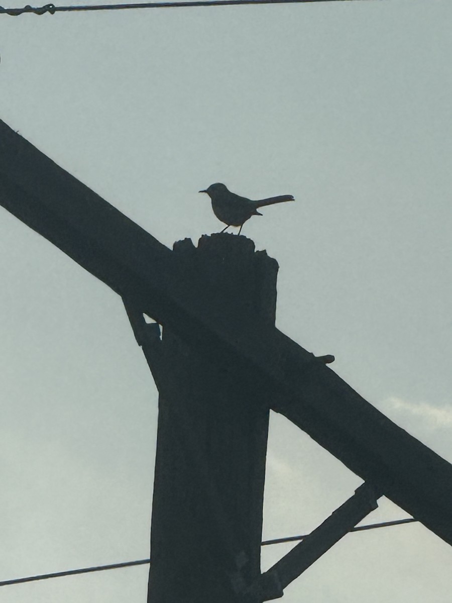 Northern Mockingbird - ML647433852