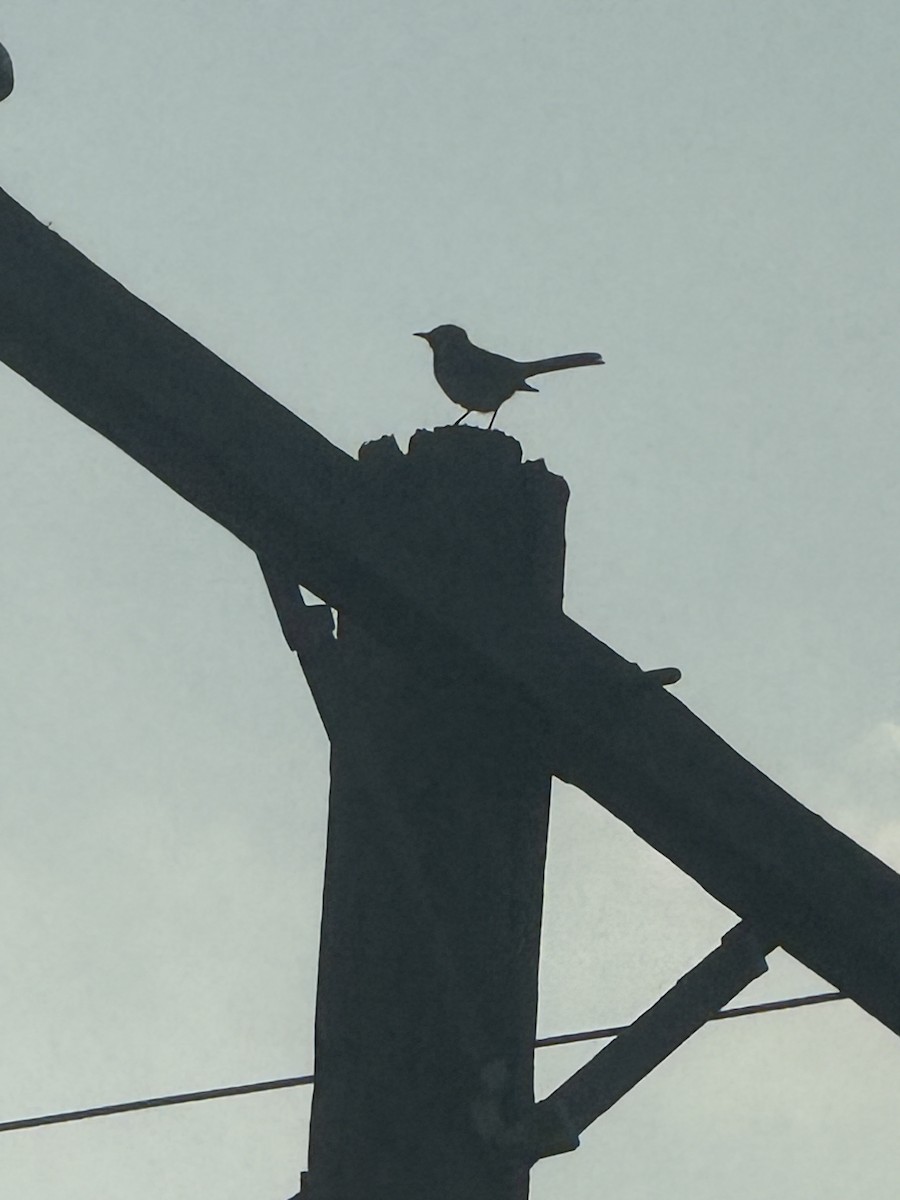 Northern Mockingbird - ML647433853