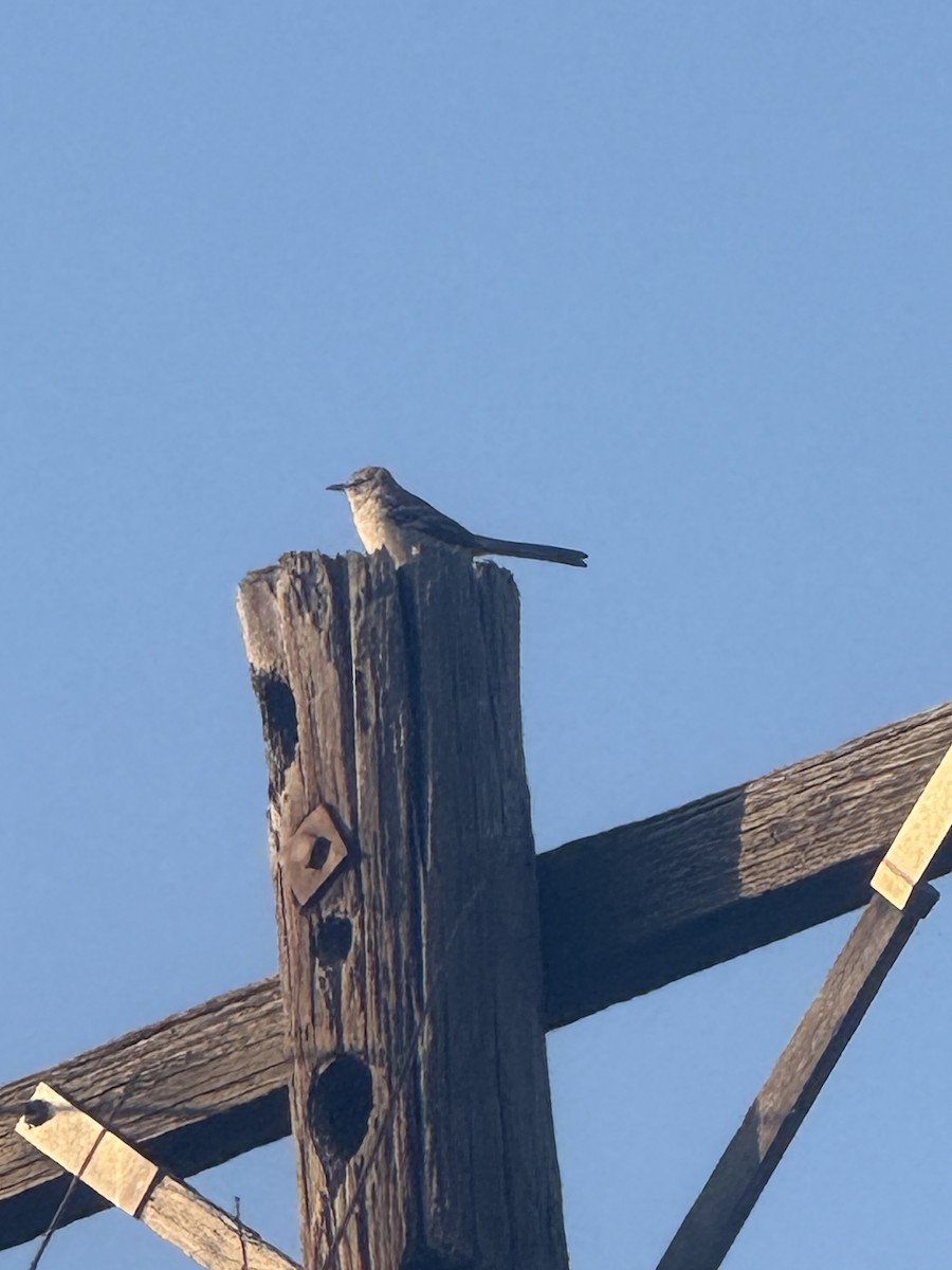 Northern Mockingbird - ML647433854