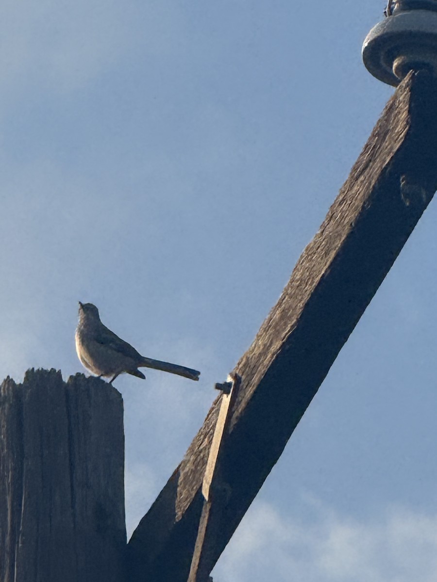Northern Mockingbird - ML647433855