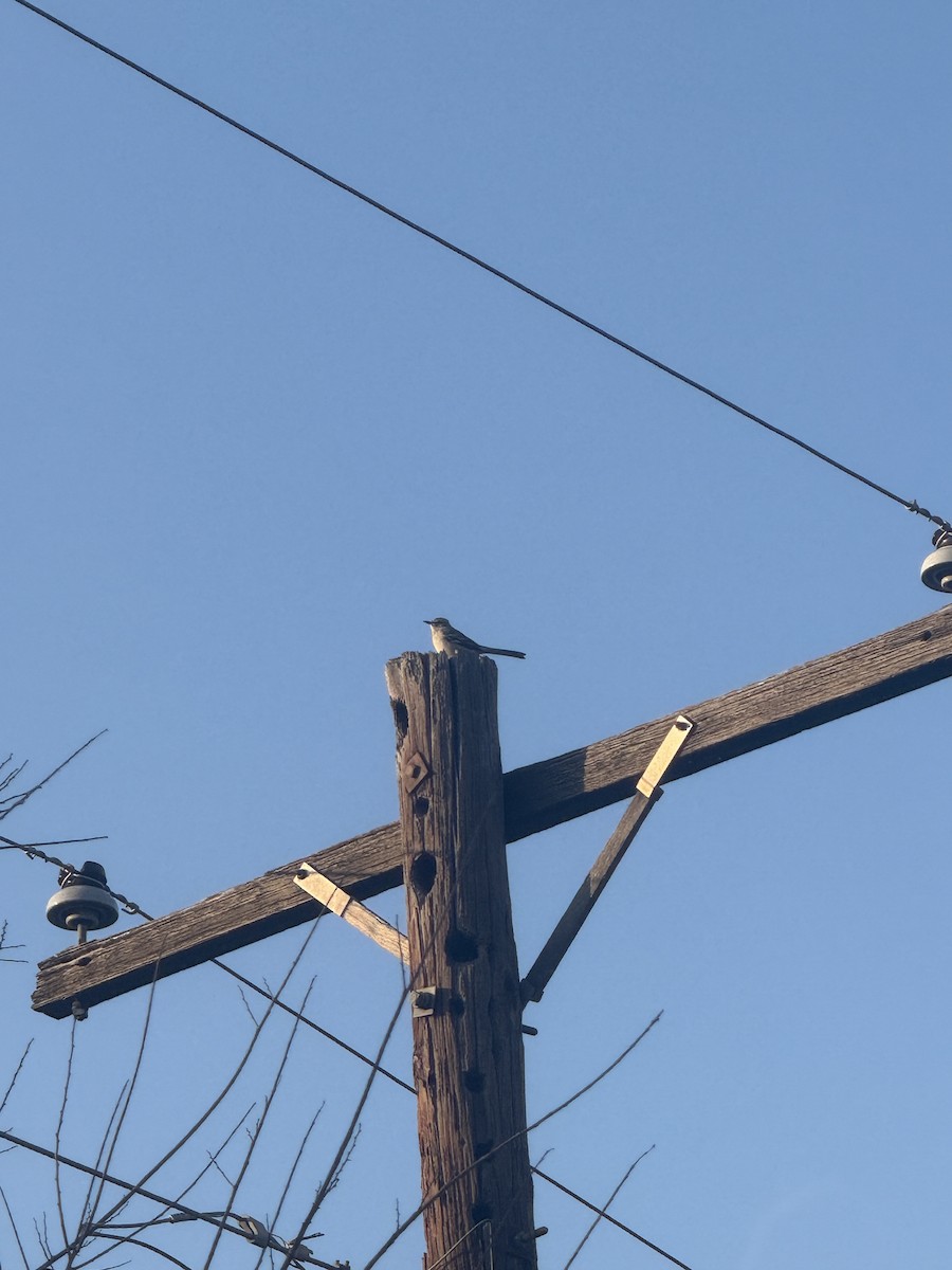 Northern Mockingbird - ML647433856