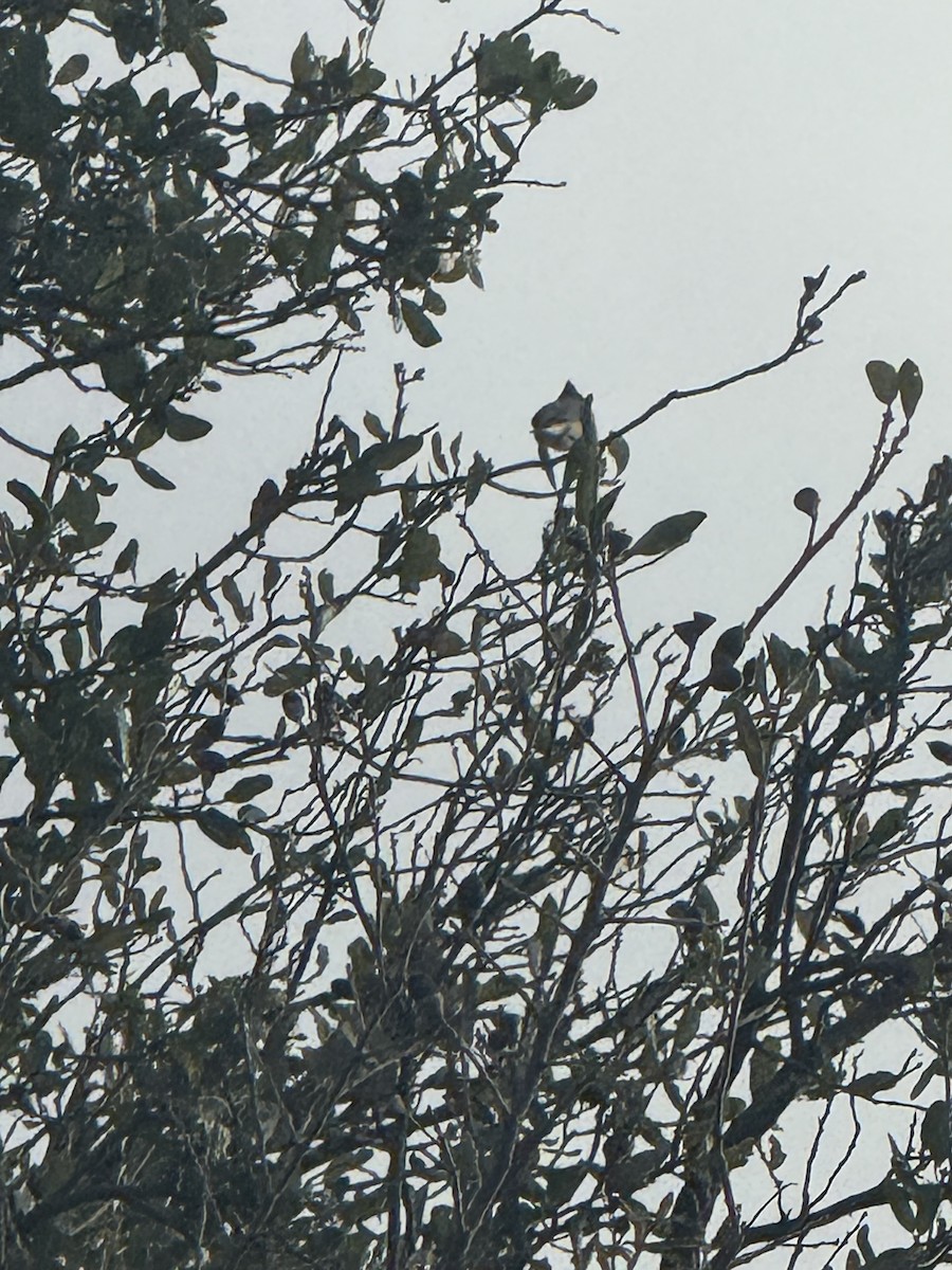 Cedar Waxwing - ML647433865