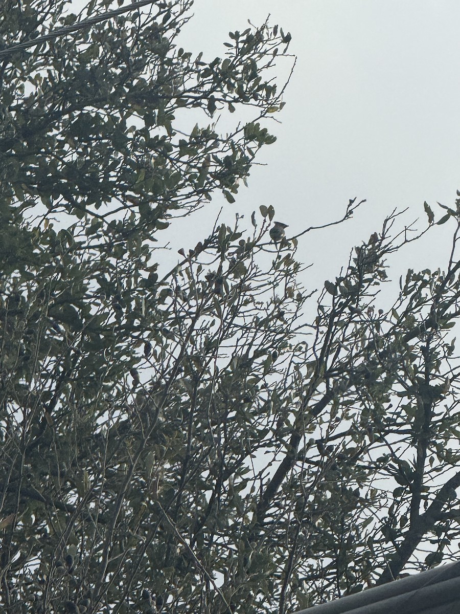 Cedar Waxwing - ML647433866