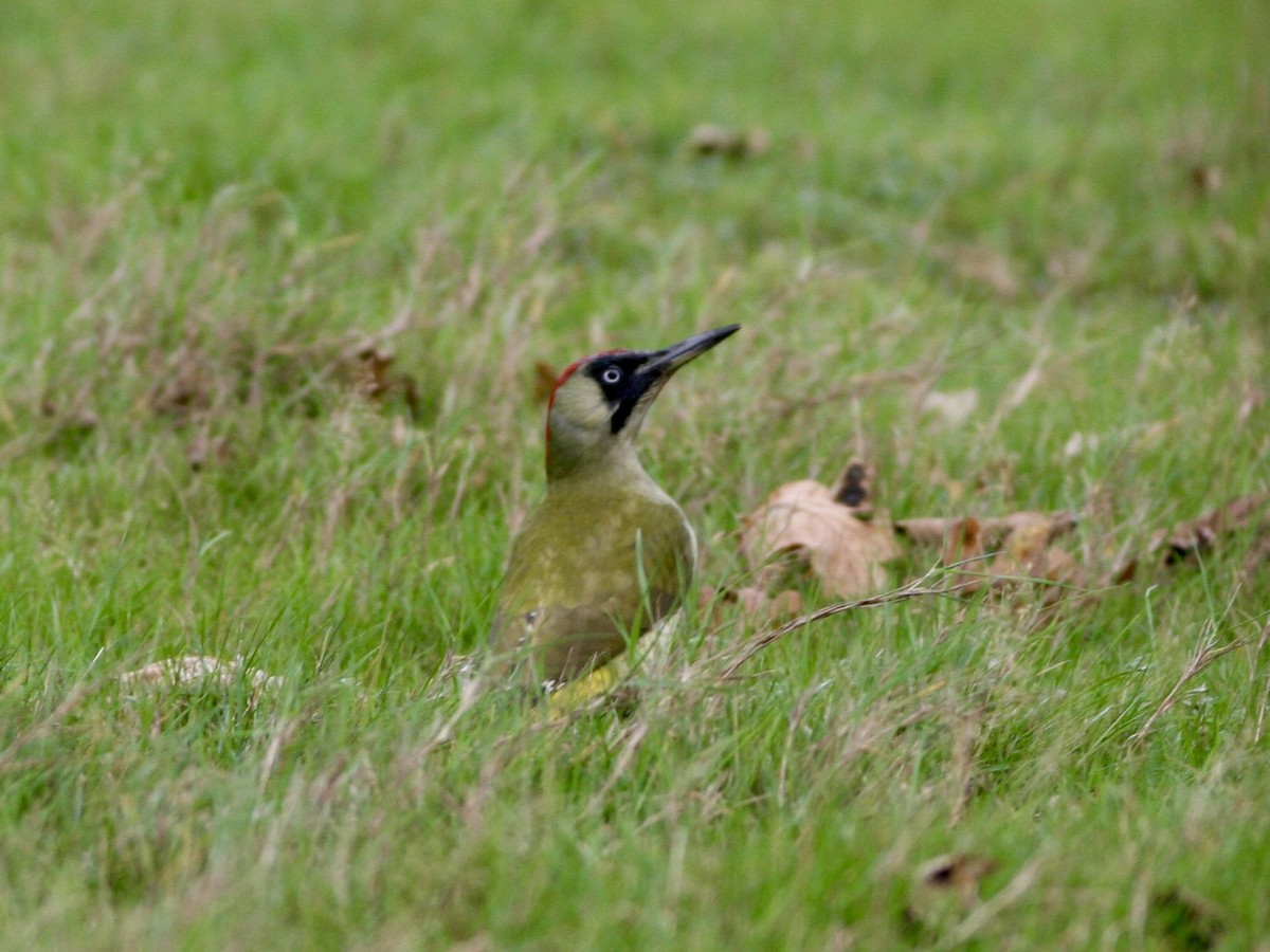 נקר ירוק - ML647433911