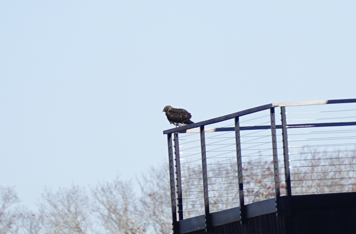 Свенсонов канюк - ML647433930