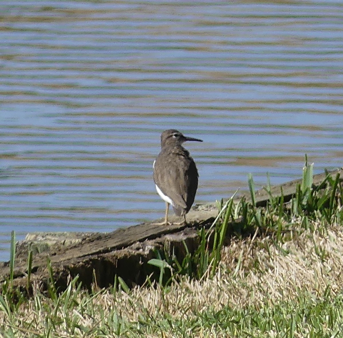 Benekli Düdükçün - ML647433933