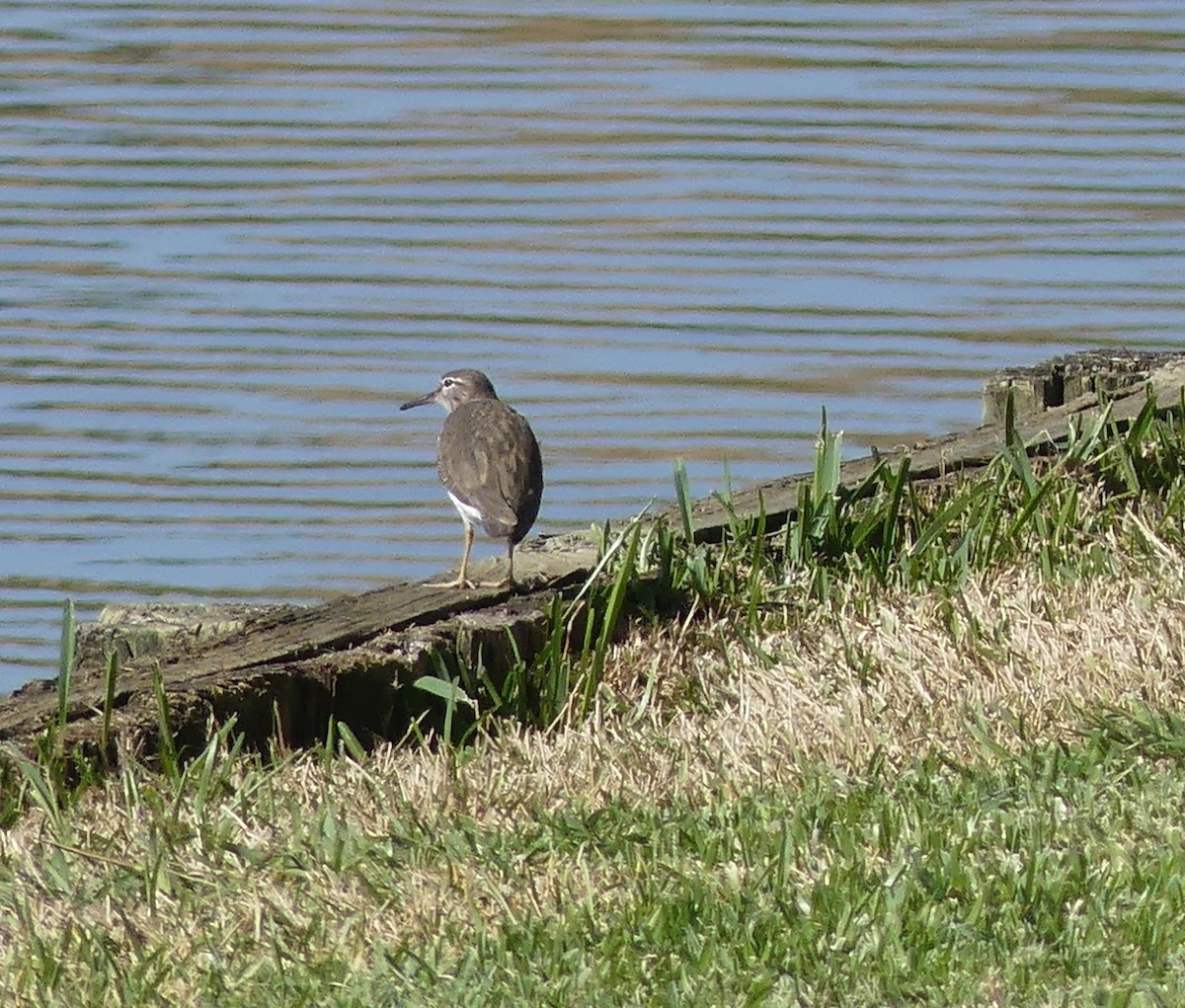 Benekli Düdükçün - ML647433934