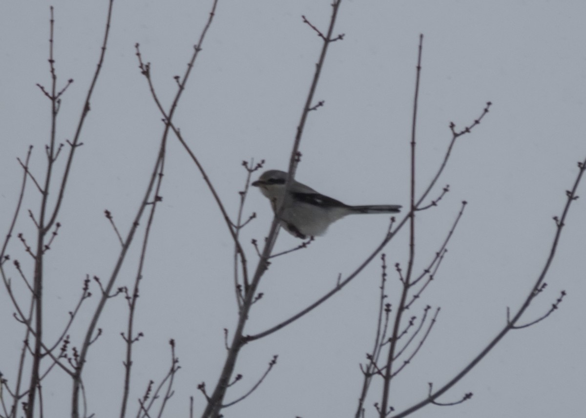 ťuhýk severní - ML647433954