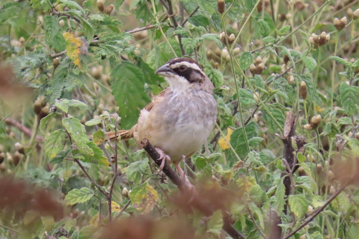 Stripe-headed Sparrow - ML647433955