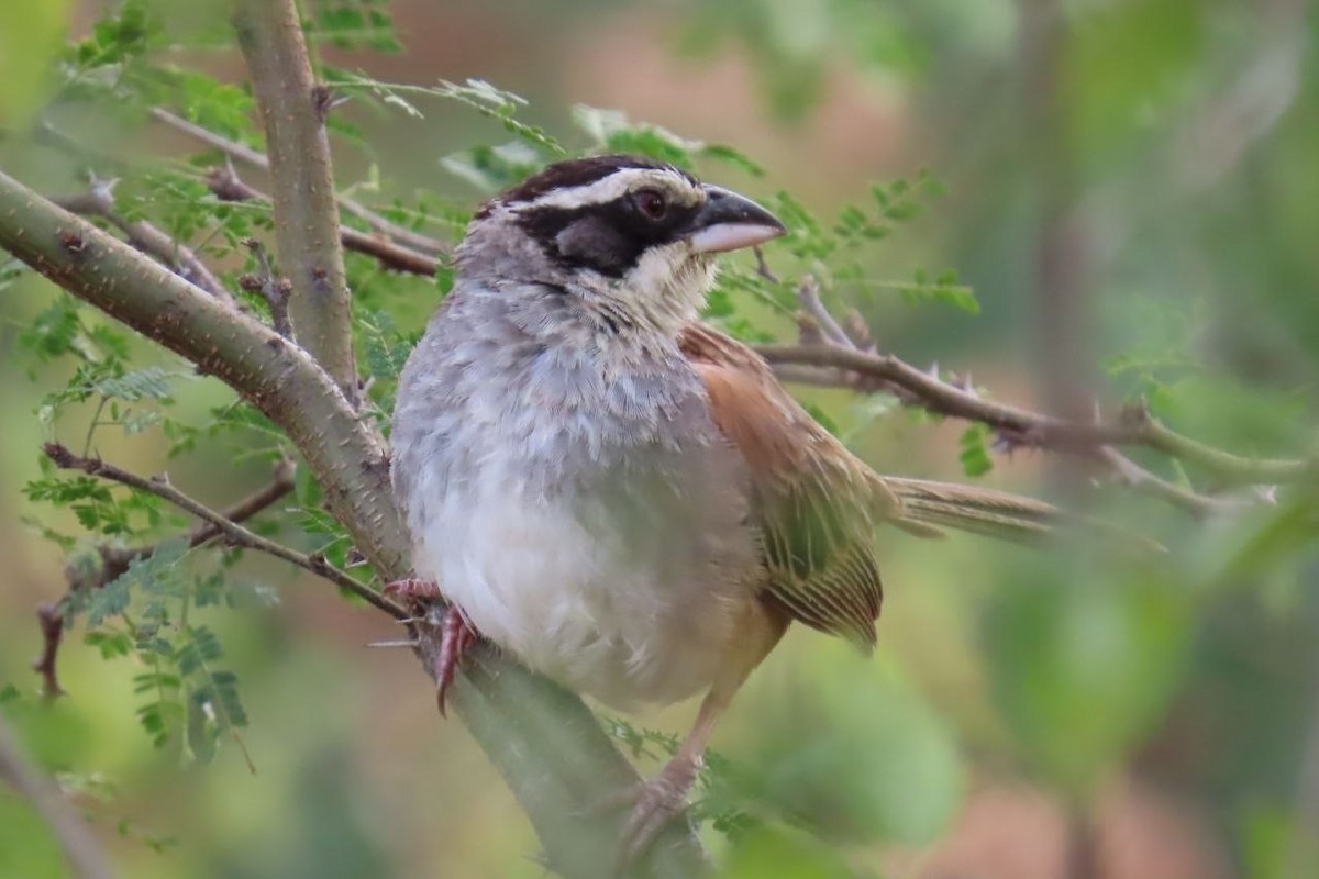 Stripe-headed Sparrow - ML647433956