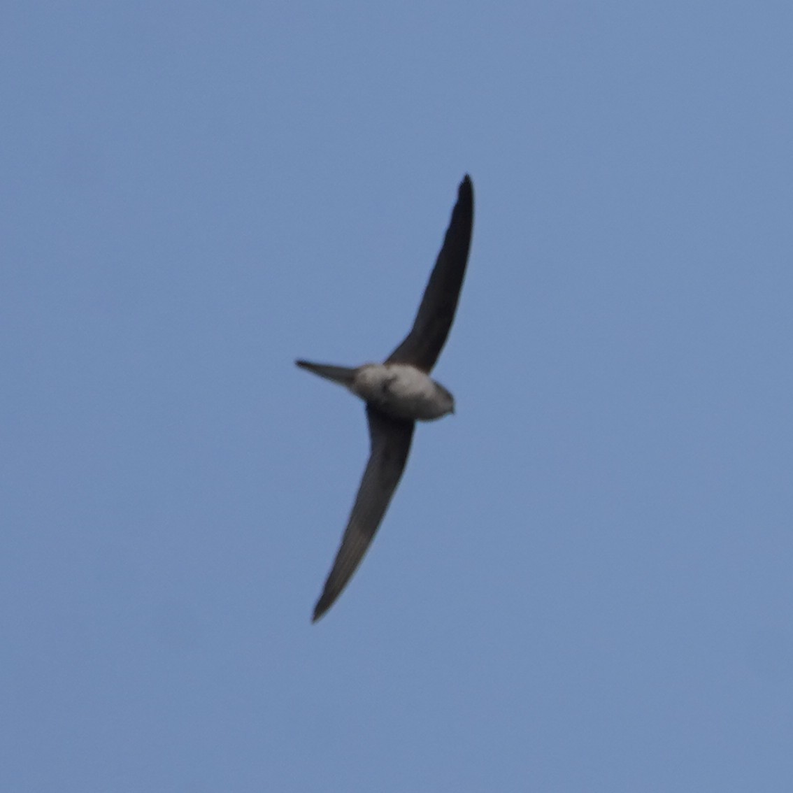 Bengalensegler - ML647433957