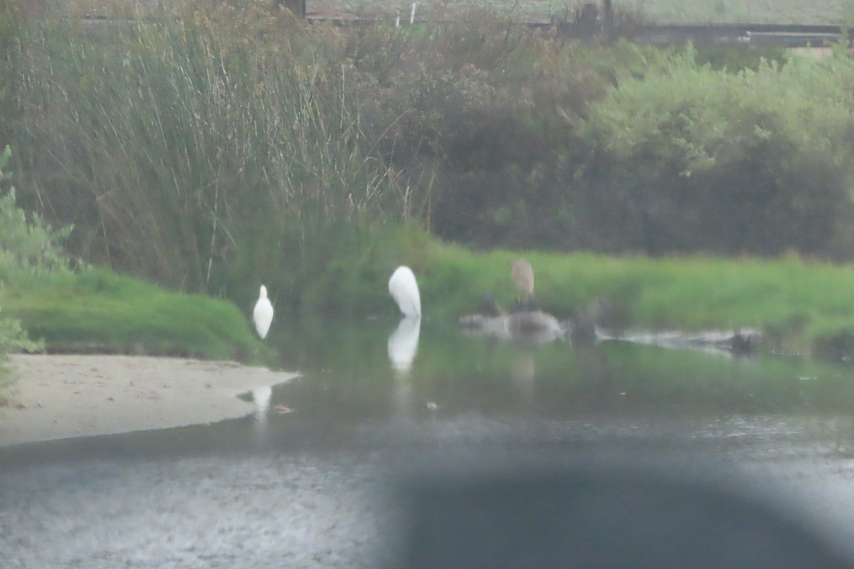 volavka bílá - ML647433959