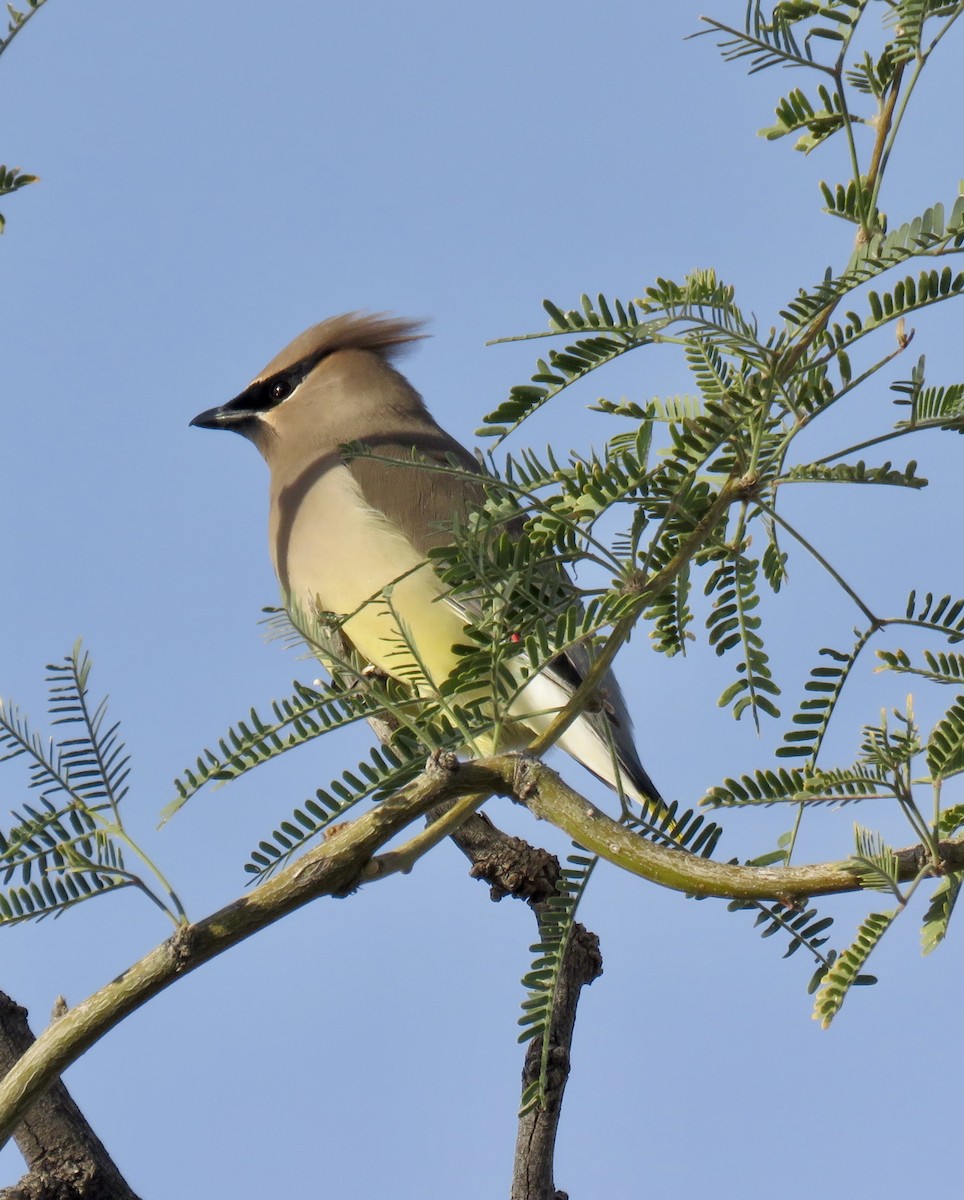 Buztanori amerikarra - ML647434006