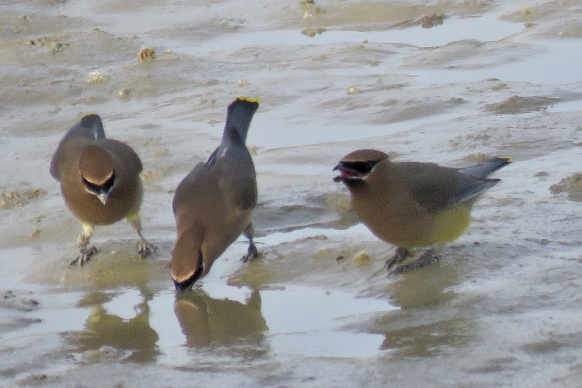 Buztanori amerikarra - ML647434007