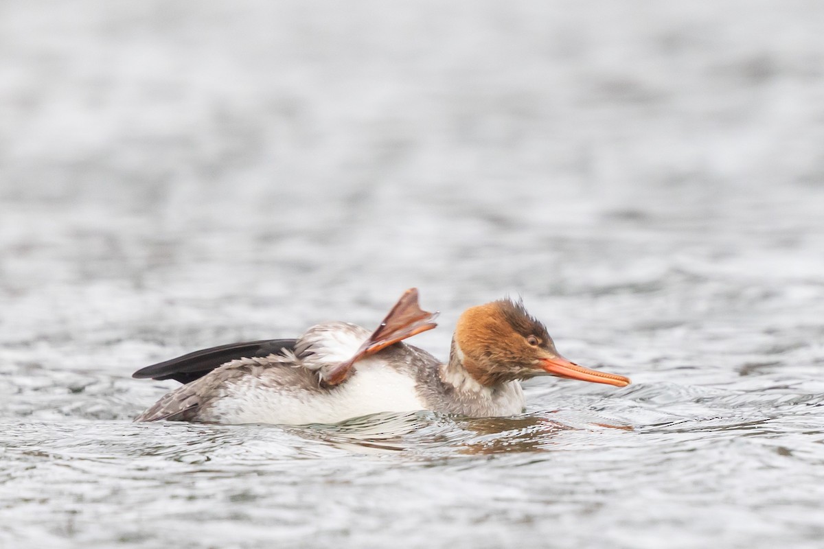 Serreta Mediana - ML647434009