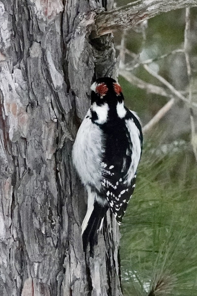 Hairy Woodpecker - ML647434017