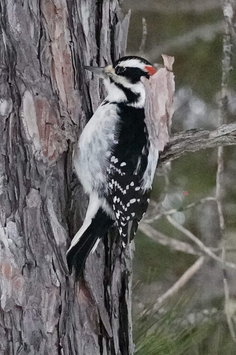 Hairy Woodpecker - ML647434018