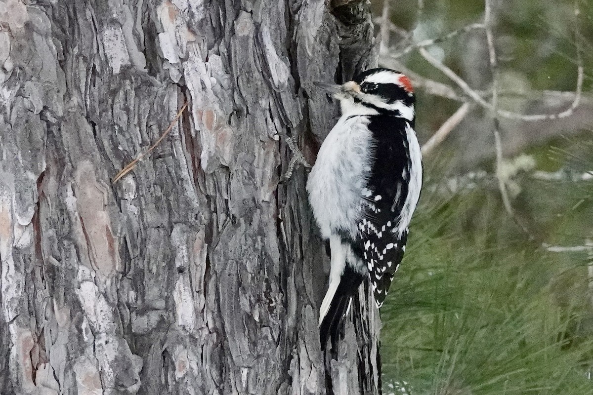 Hairy Woodpecker - ML647434019
