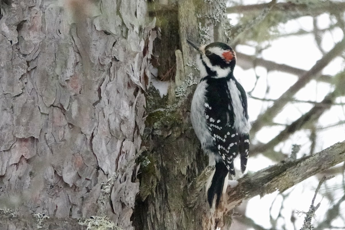 Hairy Woodpecker - ML647434020