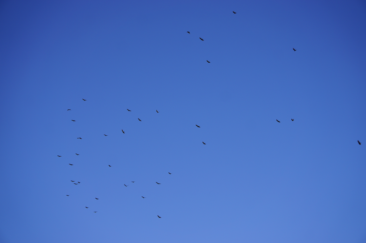 Катарта-индейка - ML647434023