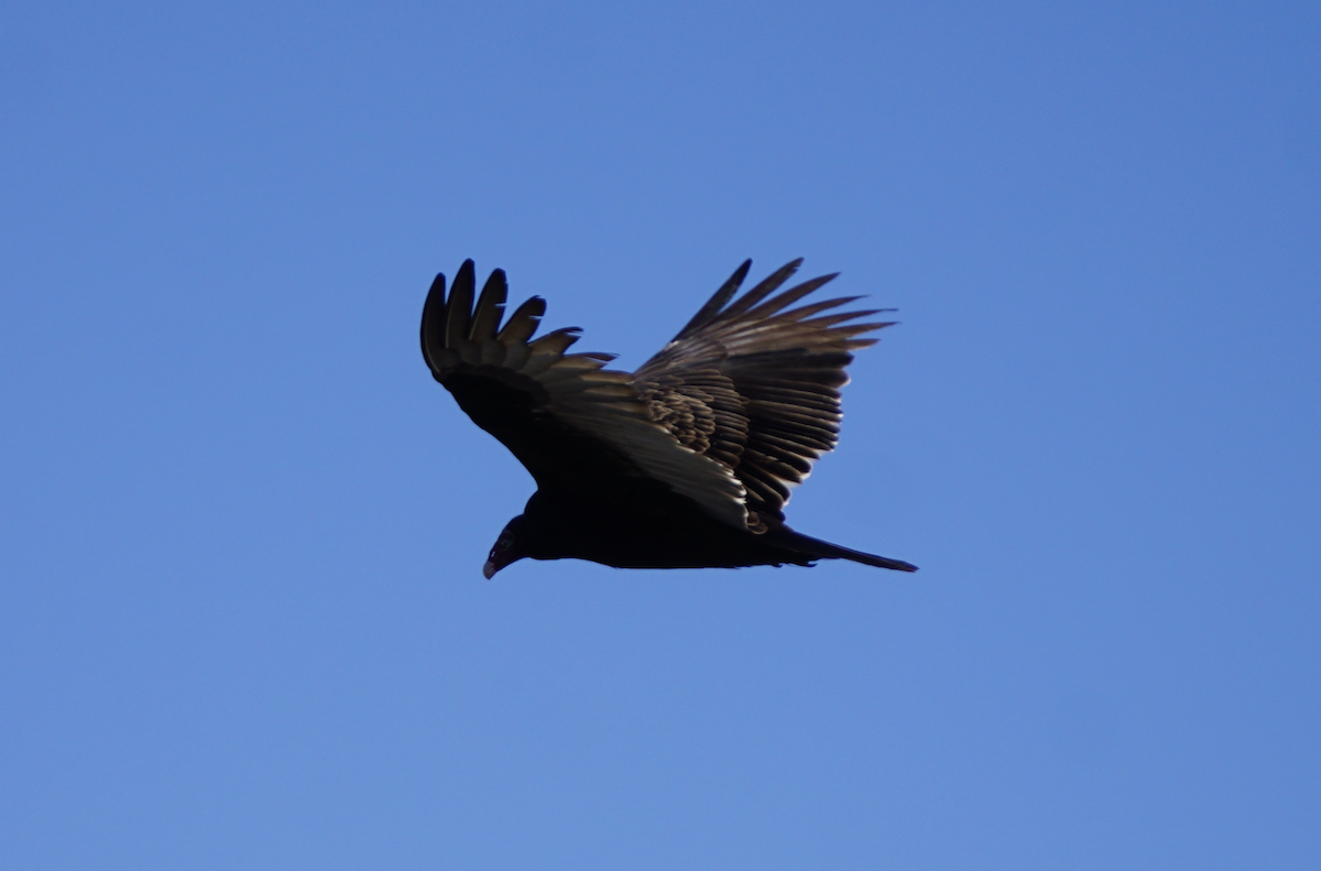 Катарта-индейка - ML647434030