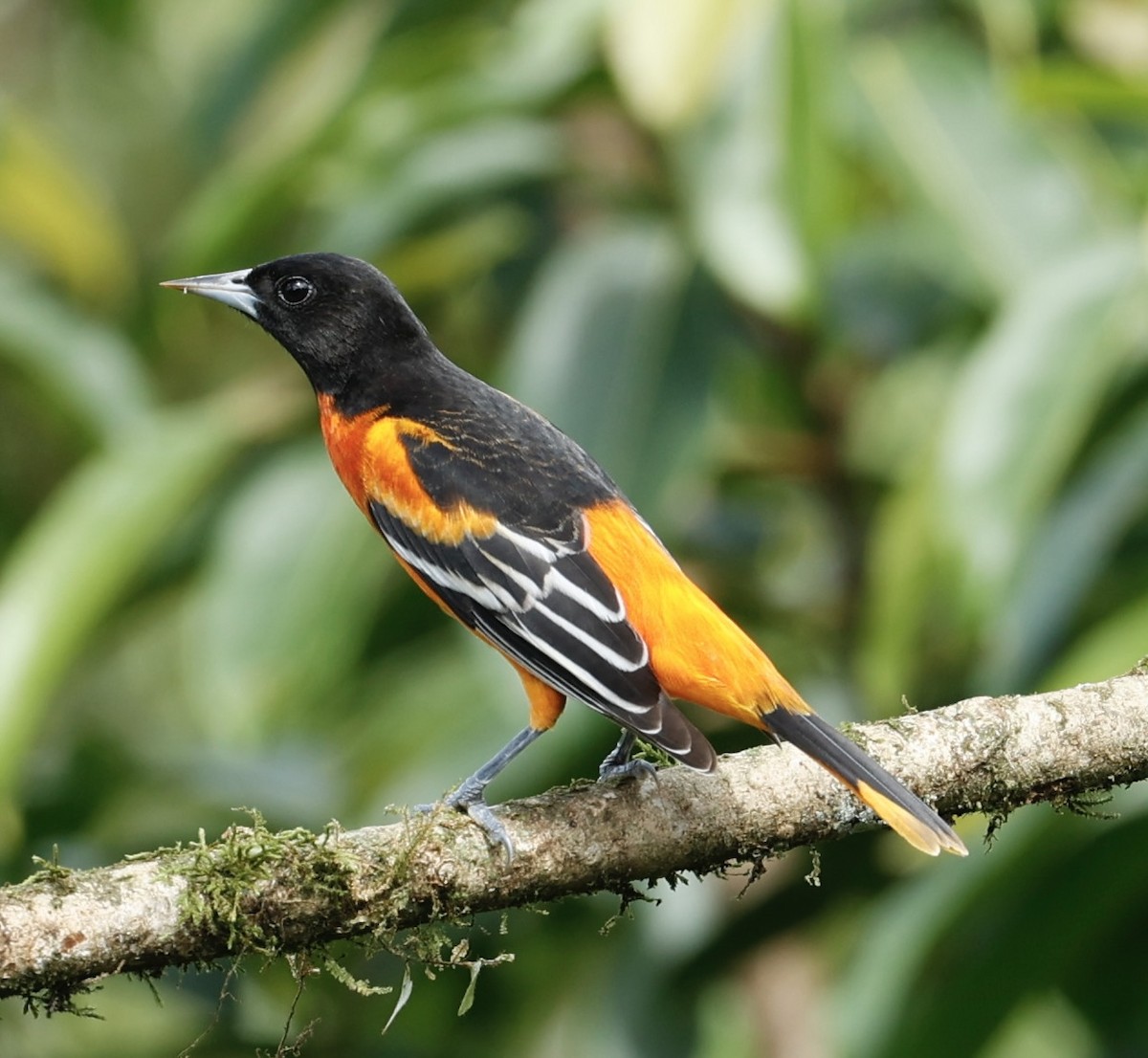 Балтиморский трупиал - ML647434071