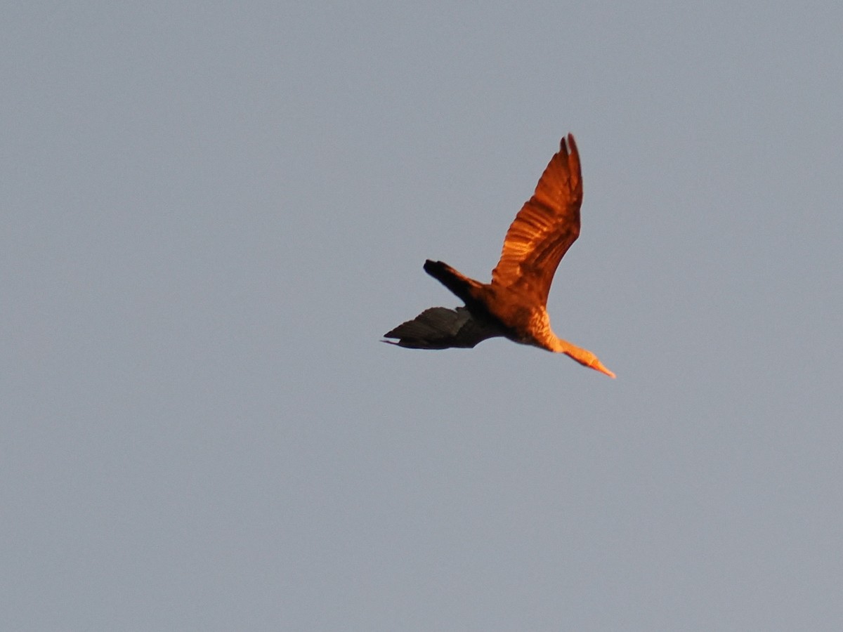 Double-crested Cormorant - ML647434075