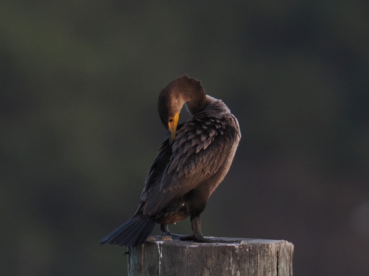 Double-crested Cormorant - ML647434076