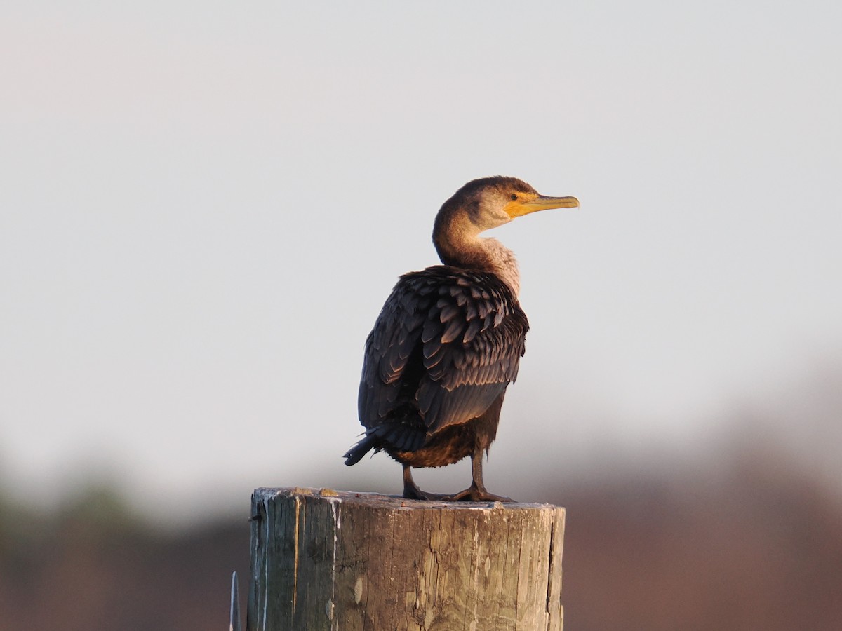 Double-crested Cormorant - ML647434077
