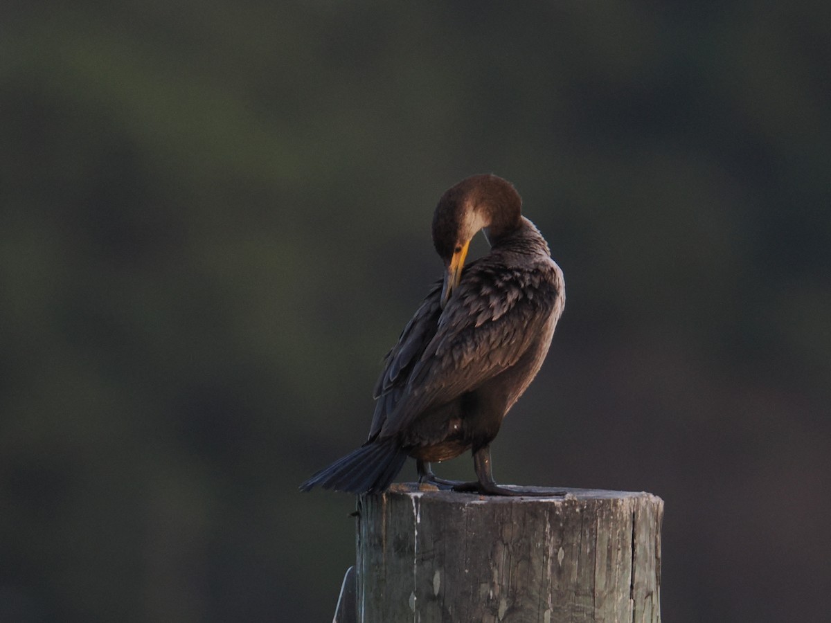 Double-crested Cormorant - ML647434078