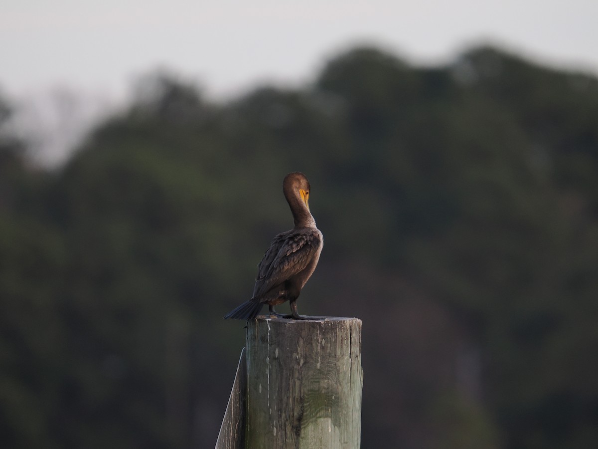 Double-crested Cormorant - ML647434079