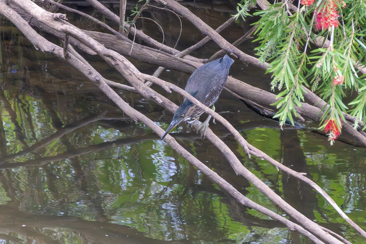 Little Heron - ML647434087