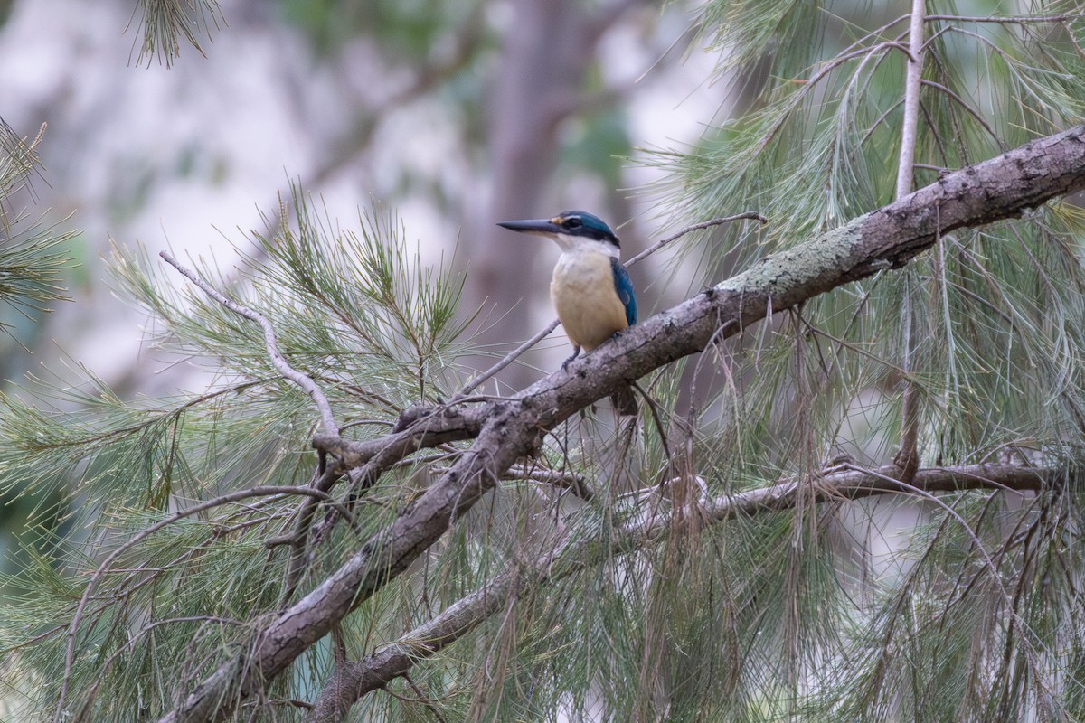 Sacred Kingfisher (Australasian) - ML647434111