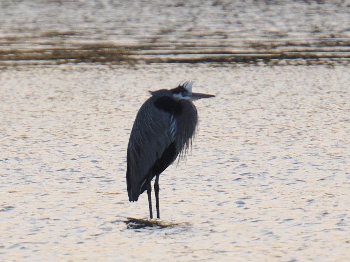 Great Blue Heron - ML647434116