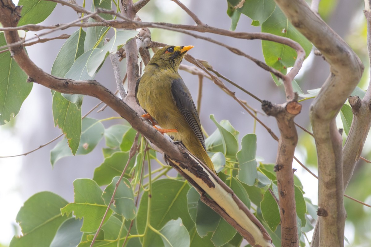 Glockenhonigfresser - ML647434118