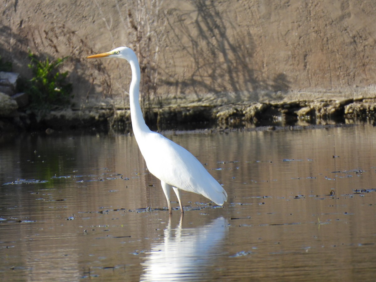 volavka bílá - ML647434124