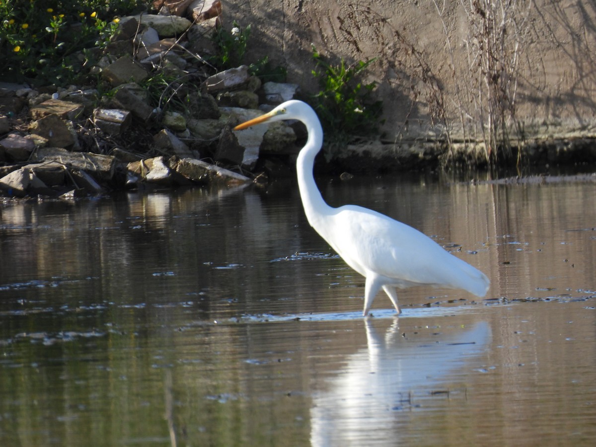 volavka bílá - ML647434128