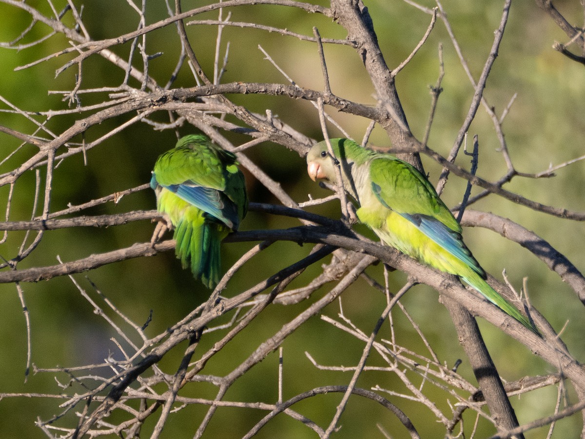 תוכי נזירי - ML647434176