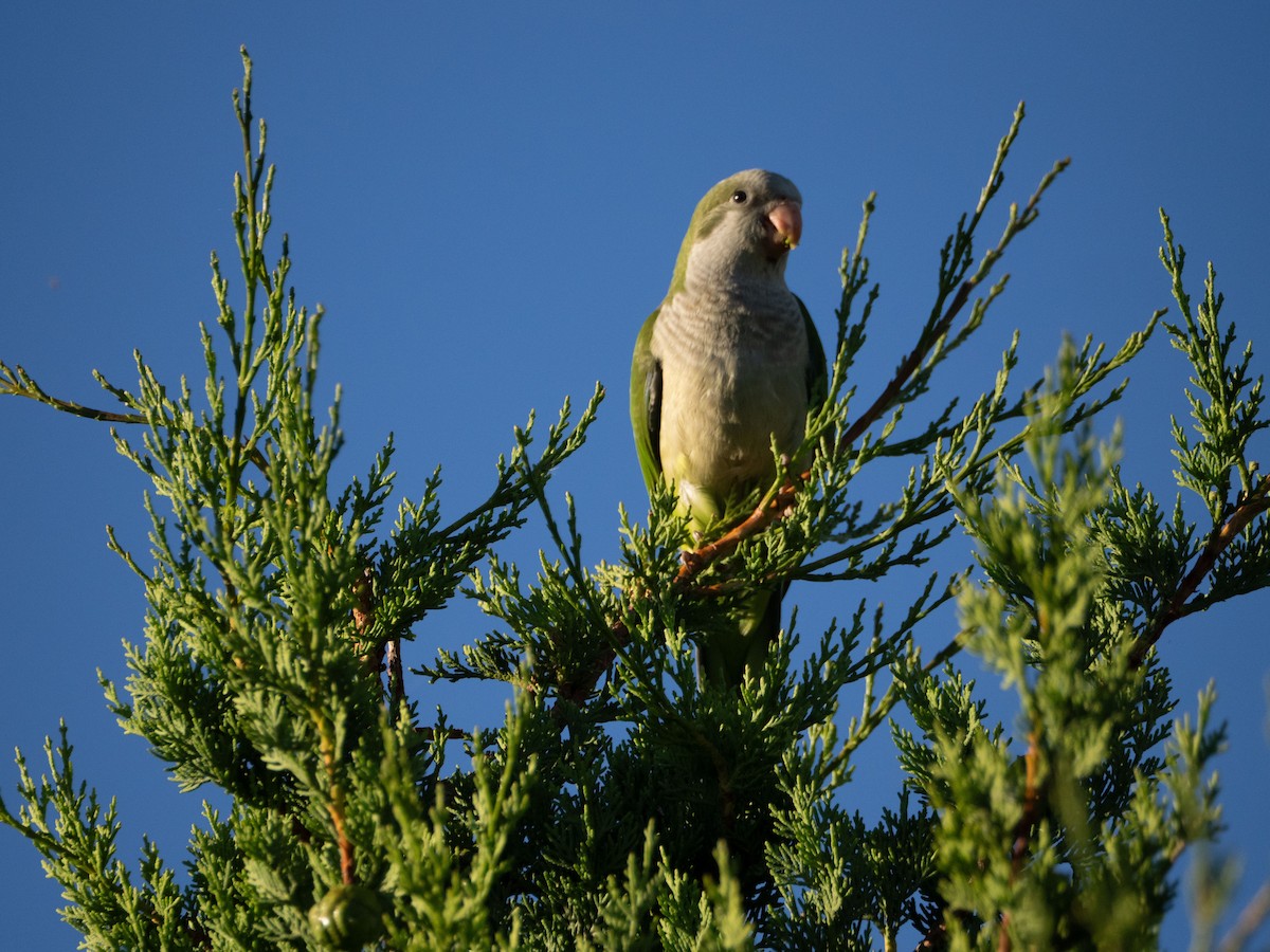תוכי נזירי - ML647434177