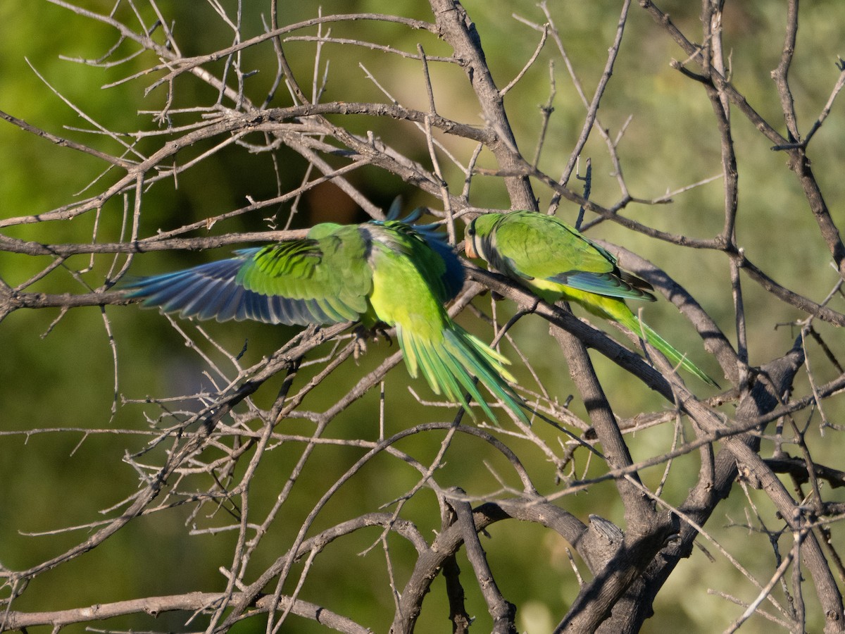 תוכי נזירי - ML647434178