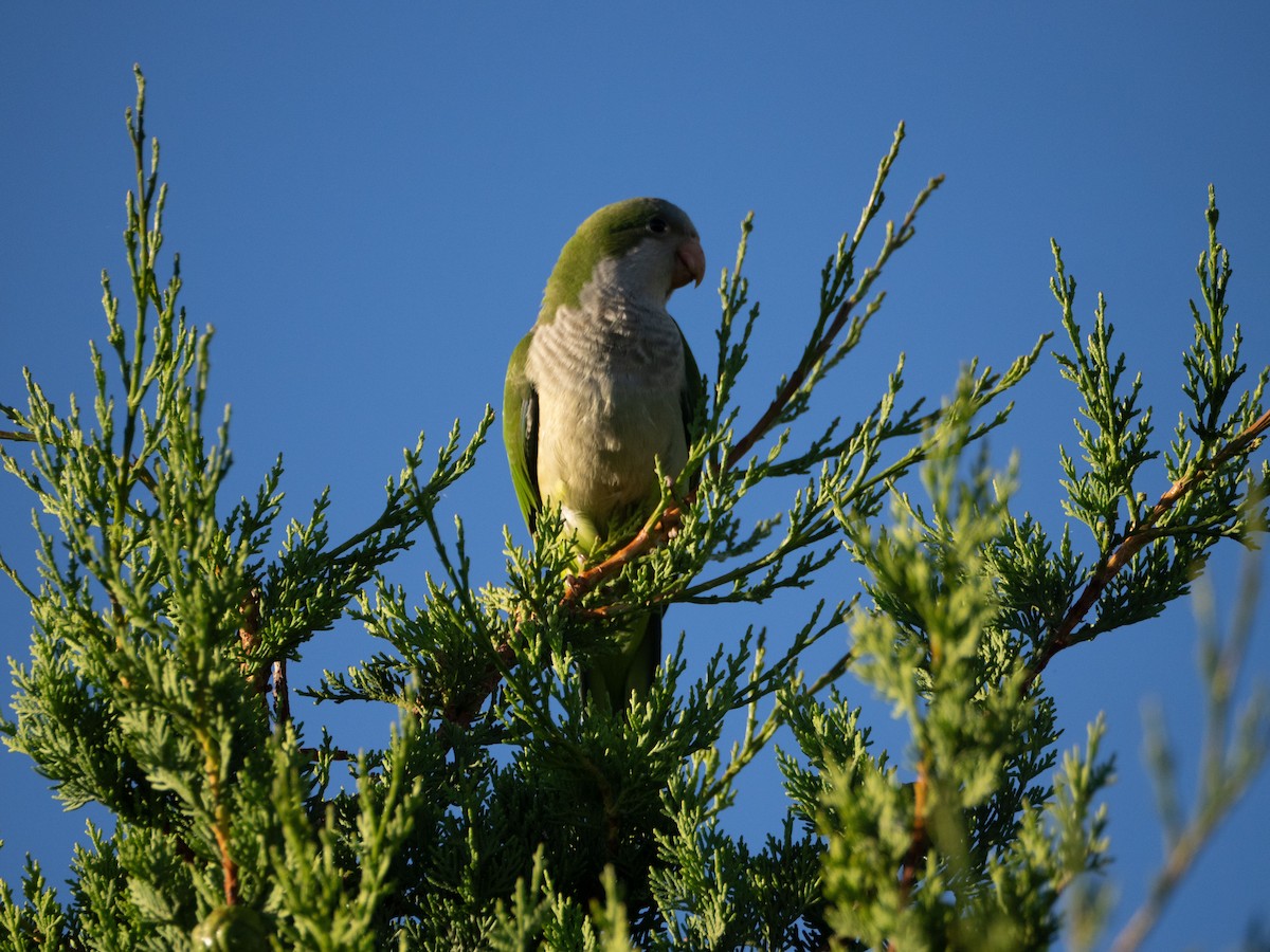 תוכי נזירי - ML647434179
