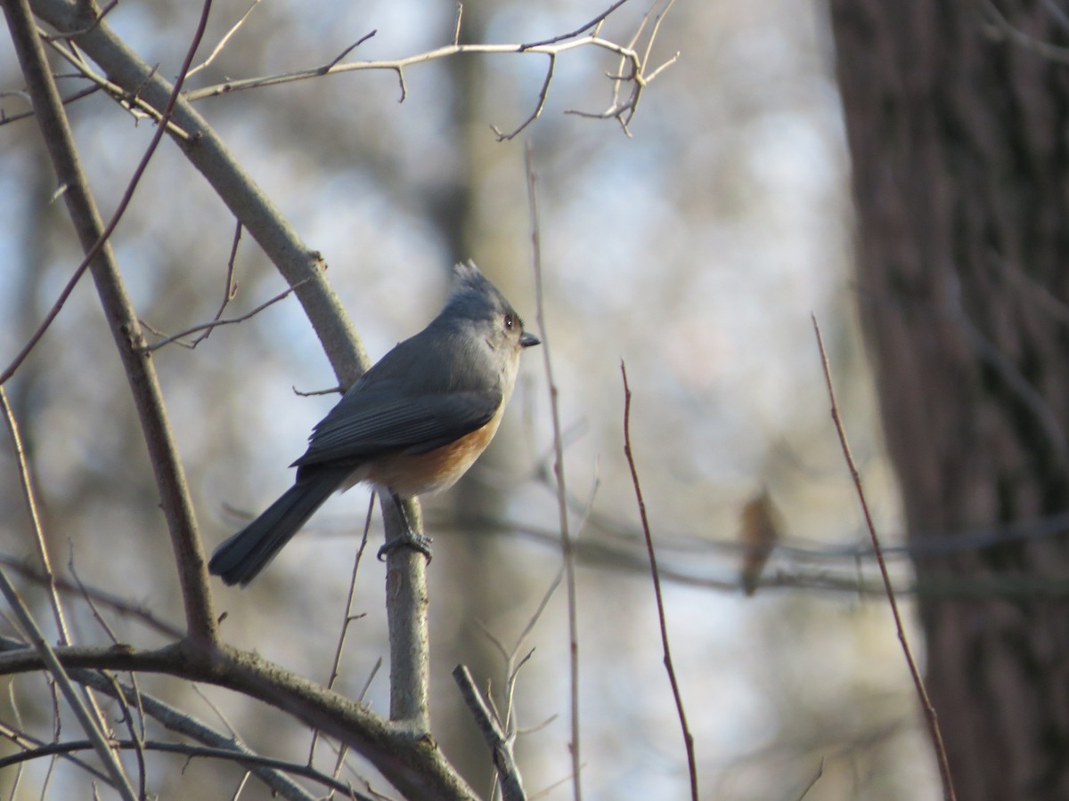 Tufted Titmouse - ML647434181