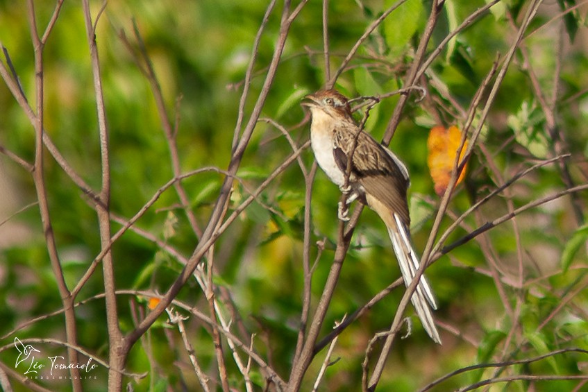 Тахете - ML647434200