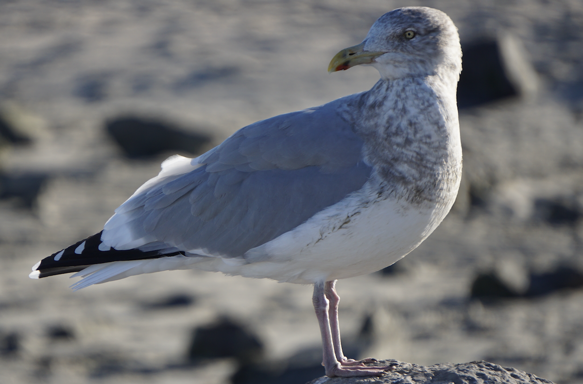 Делавэрская чайка - ML647434211