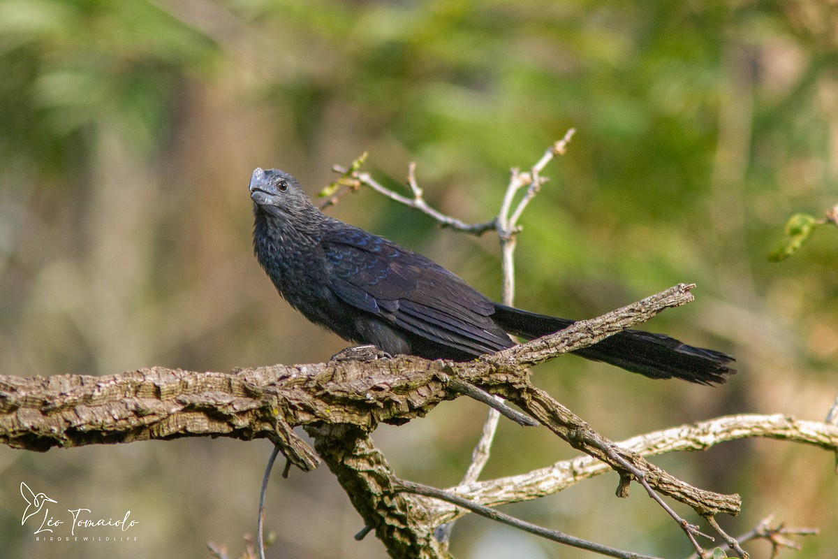 Ані товстодзьобий - ML647434217